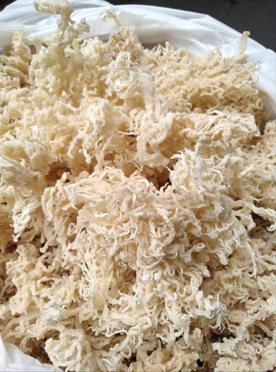 Cottonii (Irish Moss)