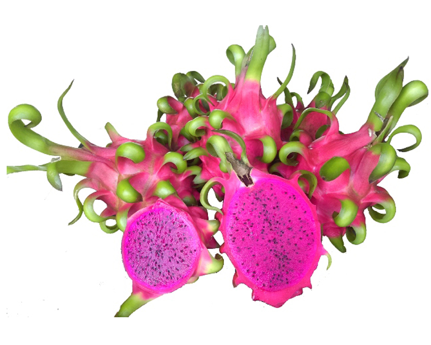 Red Flesh Dragon Fruit
